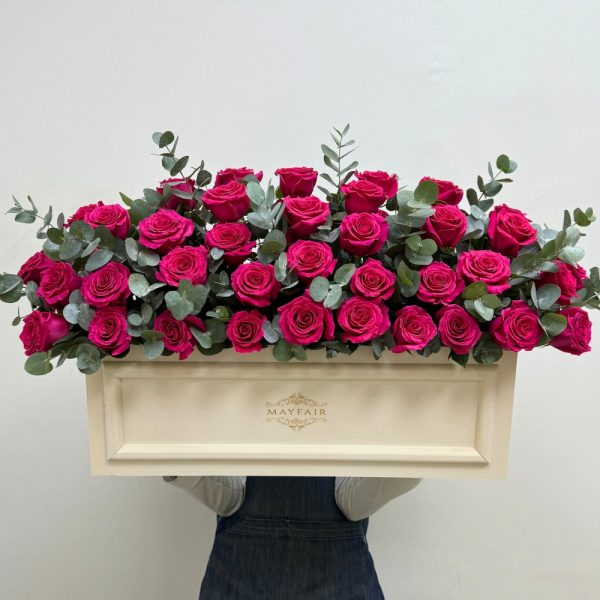 Manalin Fairhome Roses